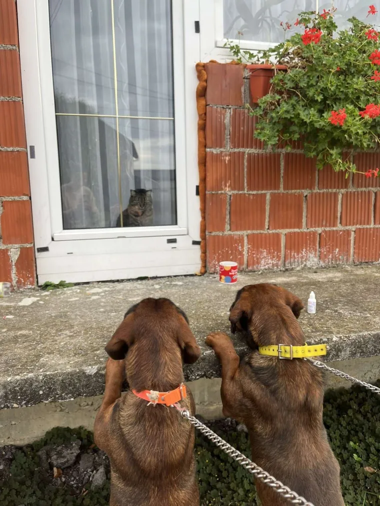 Va&scaron;e mačke i psi dokaz su da su neke priče samo mit: Ove fotografije rastopit će i najtvrđa srca