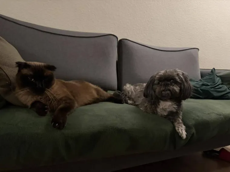 Va&scaron;e mačke i psi dokaz su da su neke priče samo mit: Ove fotografije rastopit će i najtvrđa srca