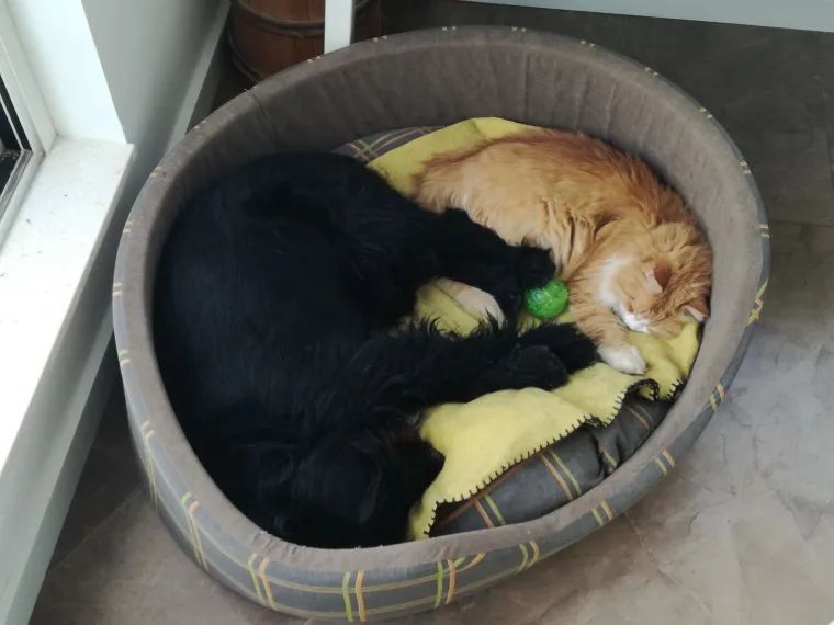 Va&scaron;e mačke i psi dokaz su da su neke priče samo mit: Ove fotografije rastopit će i najtvrđa srca