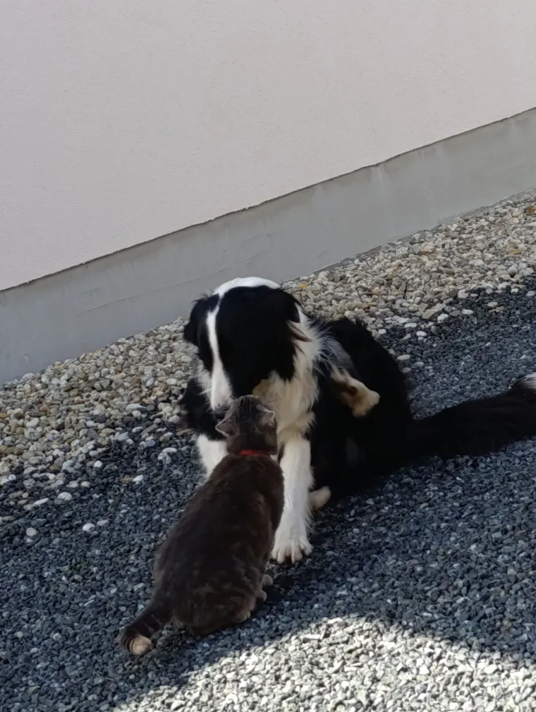 Va&scaron;e mačke i psi dokaz su da su neke priče samo mit: Ove fotografije rastopit će i najtvrđa srca