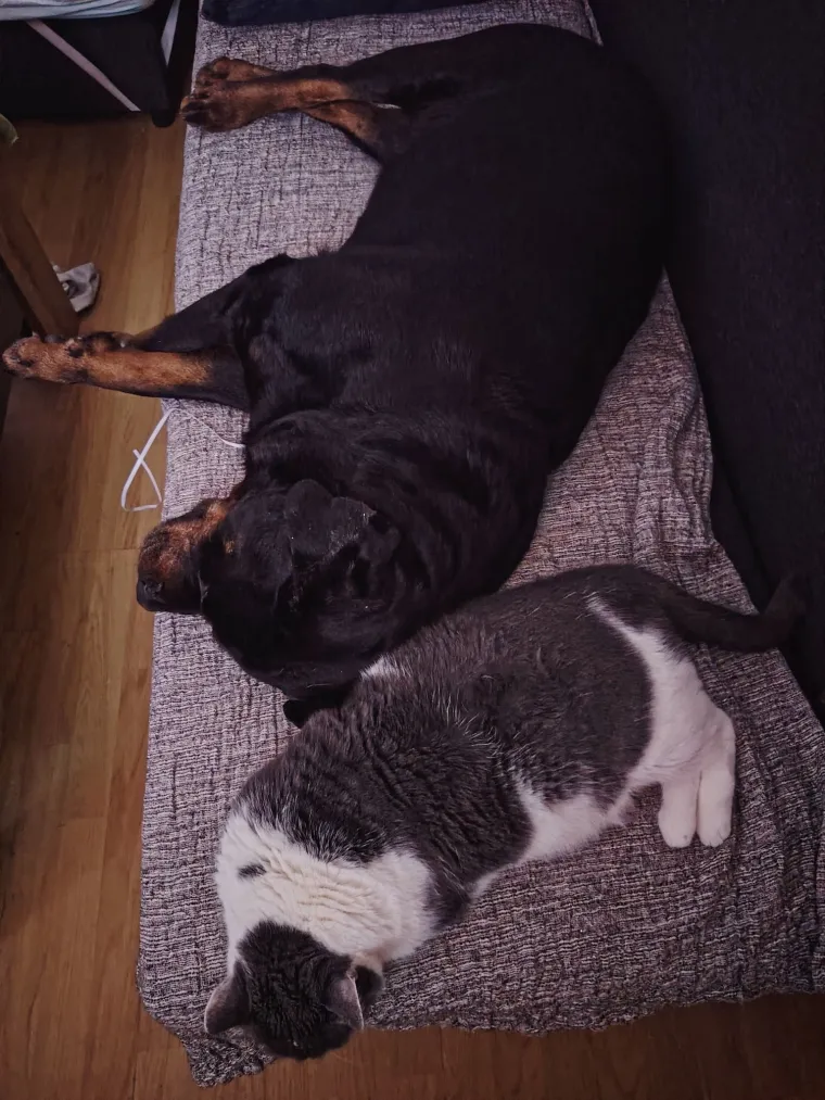 Va&scaron;e mačke i psi dokaz su da su neke priče samo mit: Ove fotografije rastopit će i najtvrđa srca