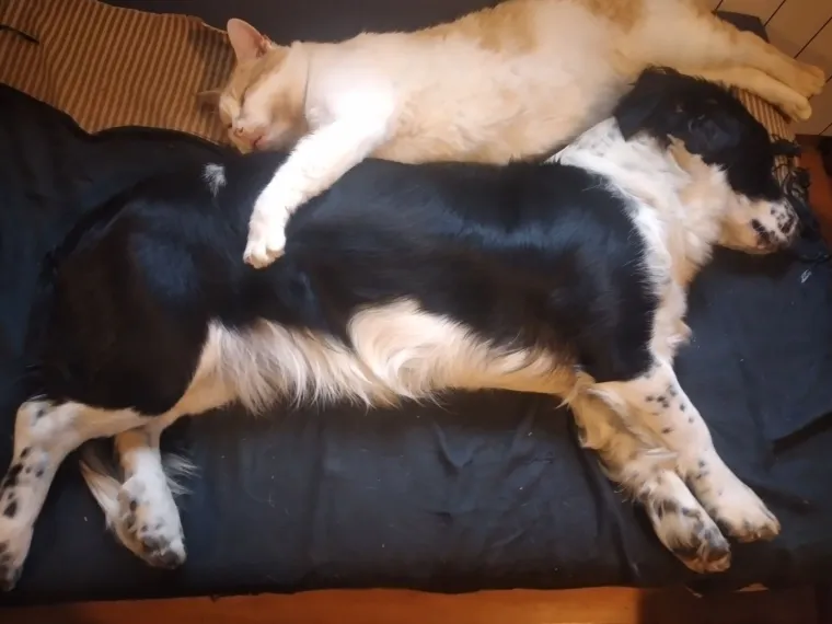 Va&scaron;e mačke i psi dokaz su da su neke priče samo mit: Ove fotografije rastopit će i najtvrđa srca