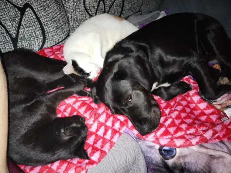 Va&scaron;e mačke i psi dokaz su da su neke priče samo mit: Ove fotografije rastopit će i najtvrđa srca