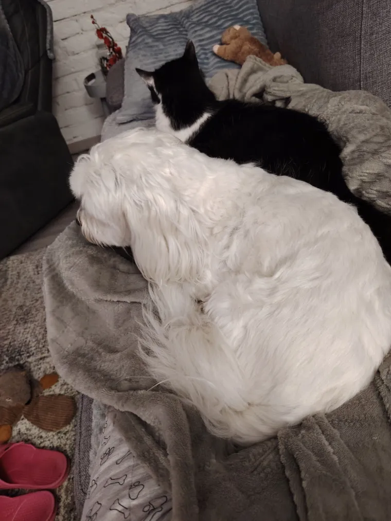 Va&scaron;e mačke i psi dokaz su da su neke priče samo mit: Ove fotografije rastopit će i najtvrđa srca