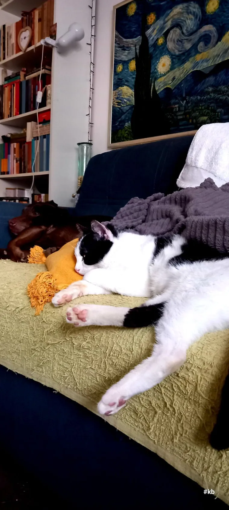 Va&scaron;e mačke i psi dokaz su da su neke priče samo mit: Ove fotografije rastopit će i najtvrđa srca