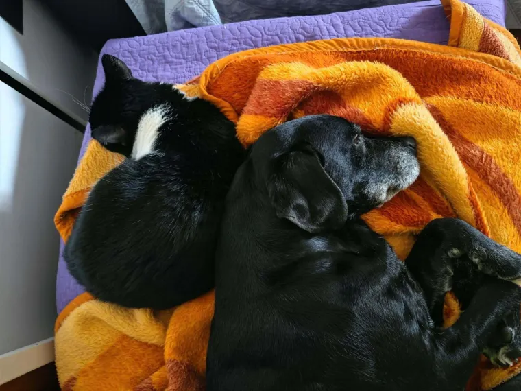 Va&scaron;e mačke i psi dokaz su da su neke priče samo mit: Ove fotografije rastopit će i najtvrđa srca