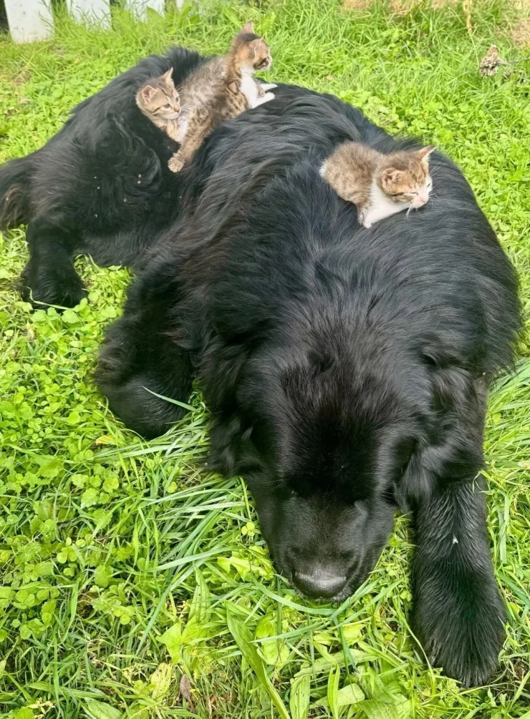 Va&scaron;e mačke i psi dokaz su da su neke priče samo mit: Ove fotografije rastopit će i najtvrđa srca