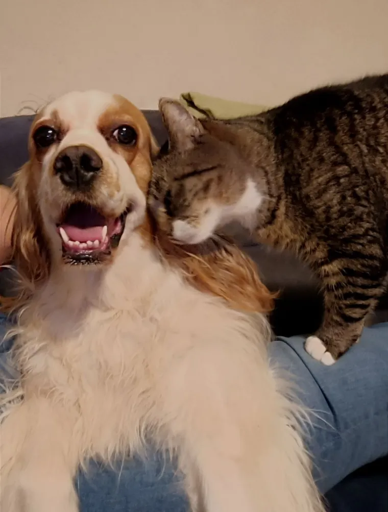 Va&scaron;e mačke i psi dokaz su da su neke priče samo mit: Ove fotografije rastopit će i najtvrđa srca