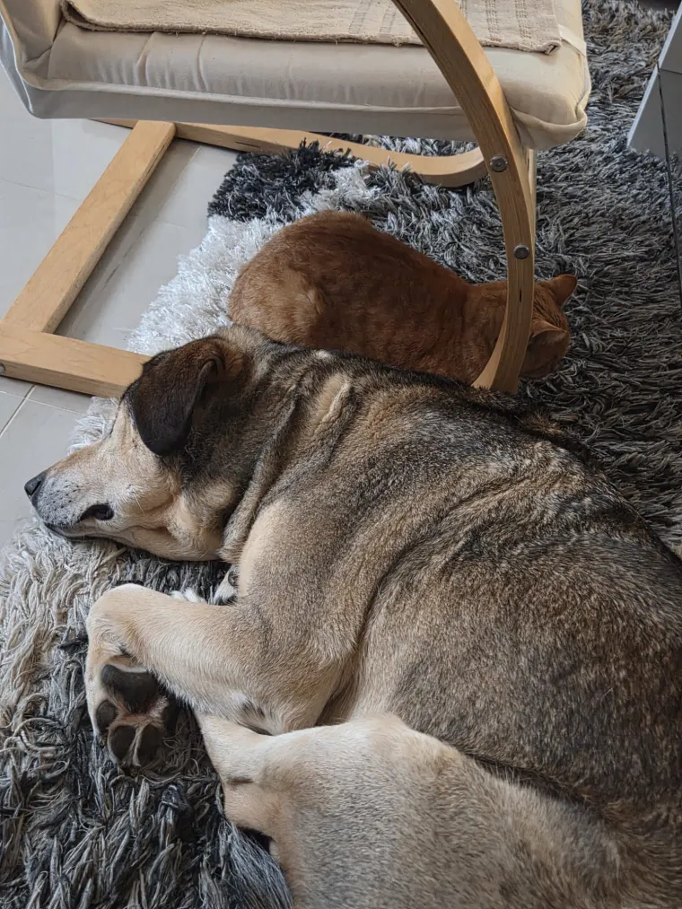 Va&scaron;e mačke i psi dokaz su da su neke priče samo mit: Ove fotografije rastopit će i najtvrđa srca