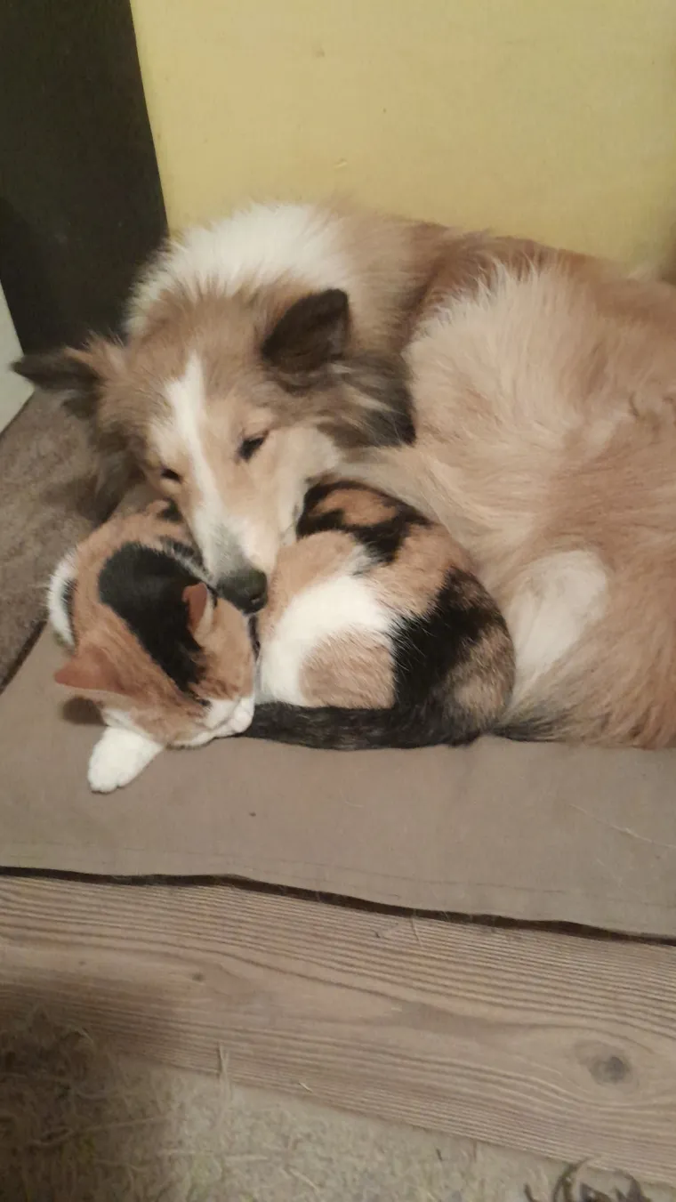 Va&scaron;e mačke i psi dokaz su da su neke priče samo mit: Ove fotografije rastopit će i najtvrđa srca