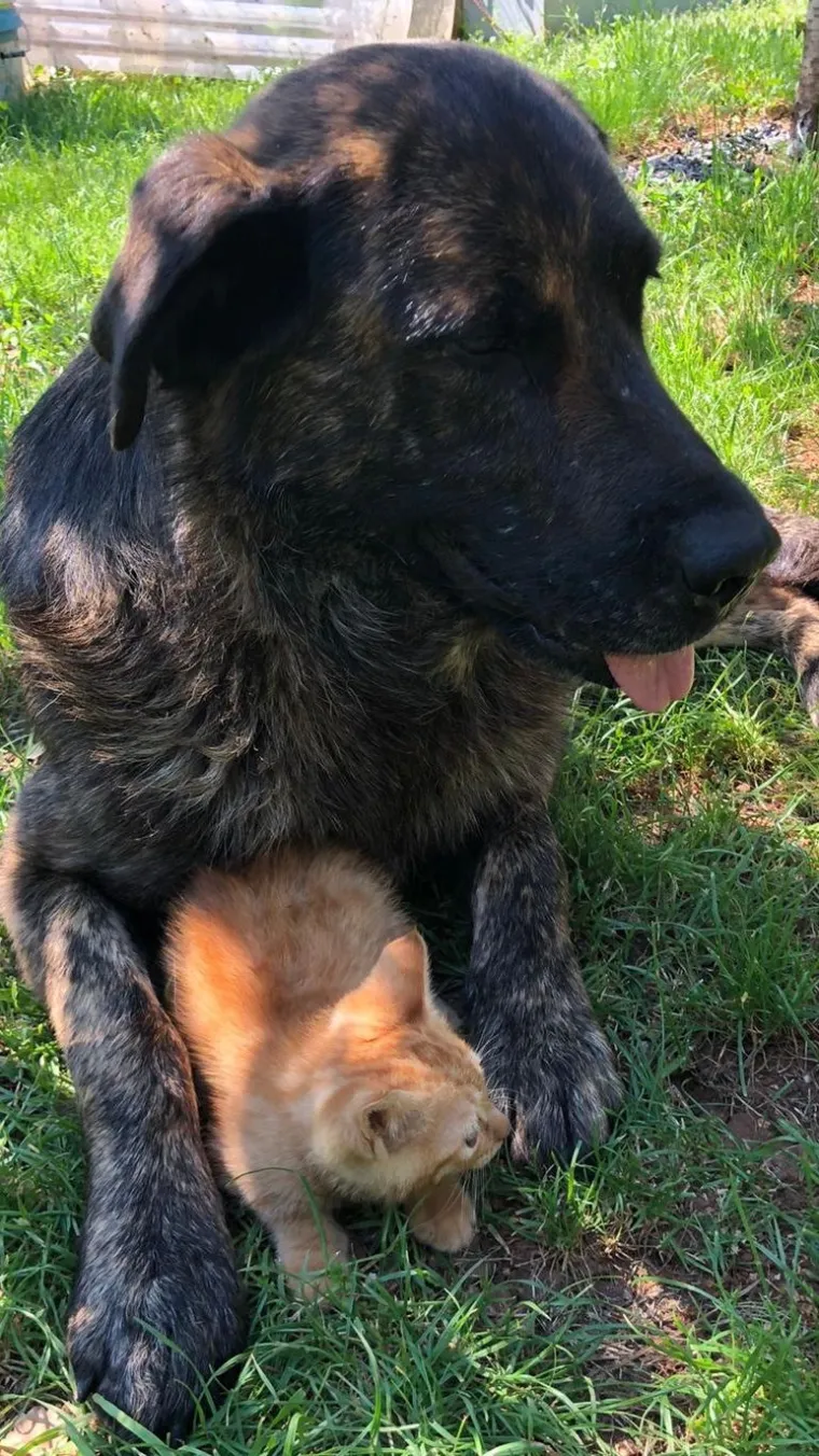 Va&scaron;e mačke i psi dokaz su da su neke priče samo mit: Ove fotografije rastopit će i najtvrđa srca
