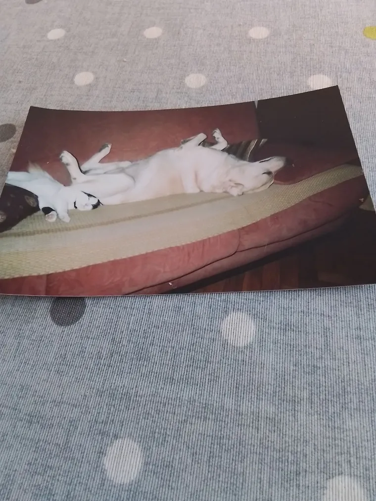 Va&scaron;e mačke i psi dokaz su da su neke priče samo mit: Ove fotografije rastopit će i najtvrđa srca