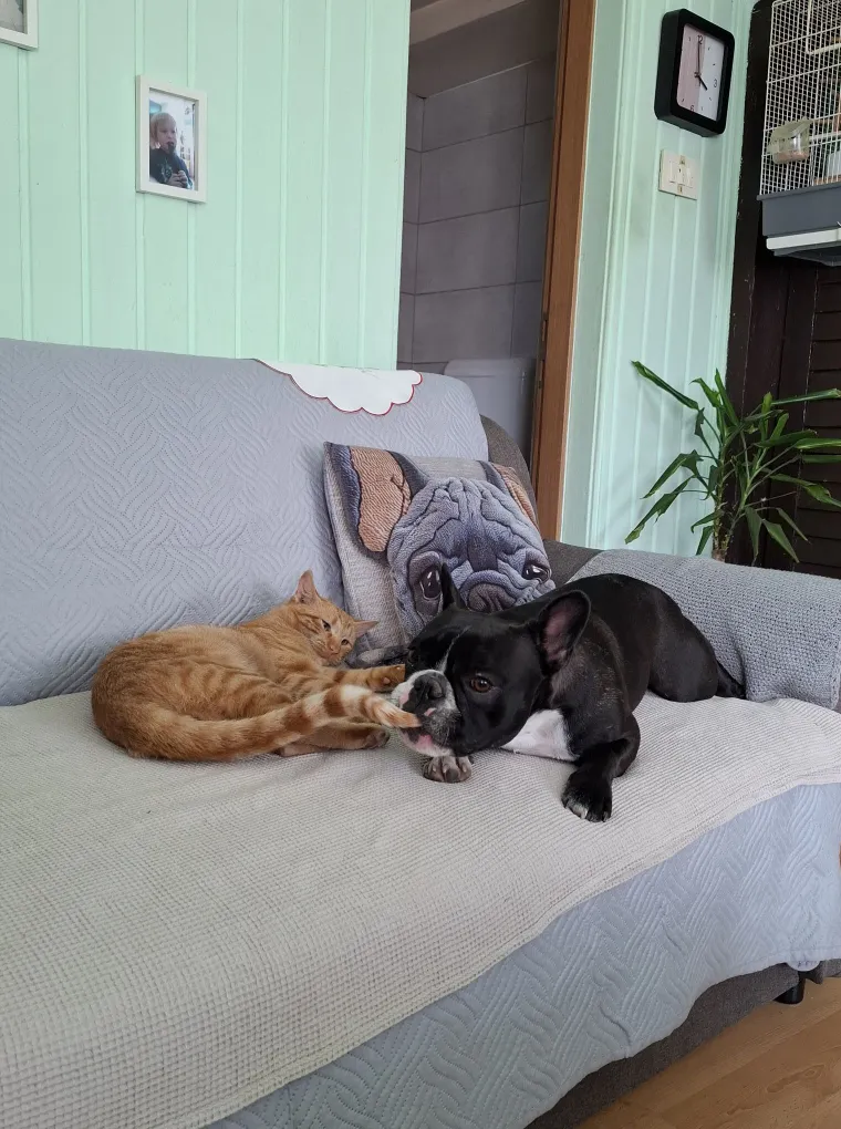 Va&scaron;e mačke i psi dokaz su da su neke priče samo mit: Ove fotografije rastopit će i najtvrđa srca