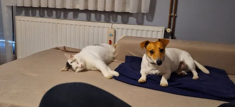 Va&scaron;e mačke i psi dokaz su da su neke priče samo mit: Ove fotografije rastopit će i najtvrđa srca