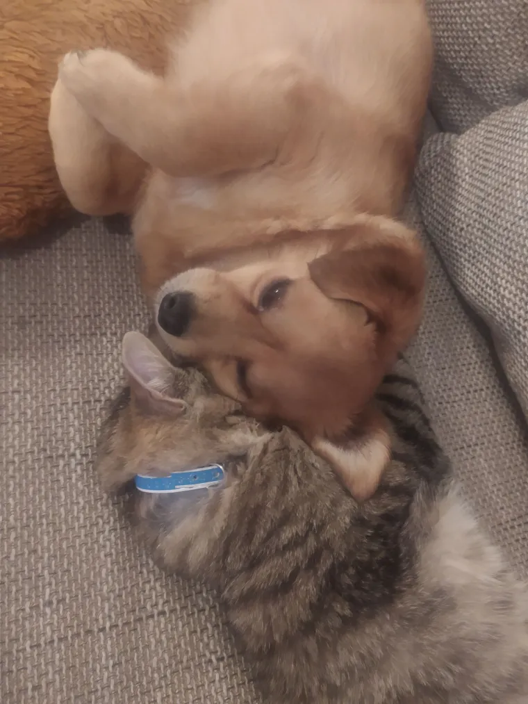 Va&scaron;e mačke i psi dokaz su da su neke priče samo mit: Ove fotografije rastopit će i najtvrđa srca