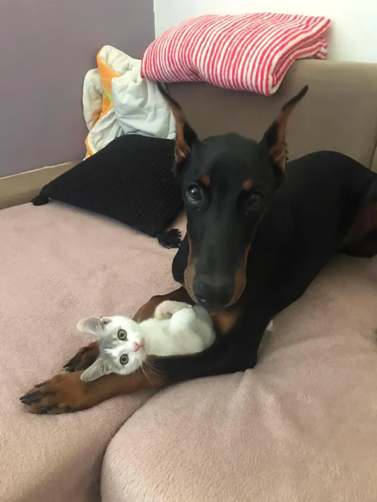 Va&scaron;e mačke i psi dokaz su da su neke priče samo mit: Ove fotografije rastopit će i najtvrđa srca