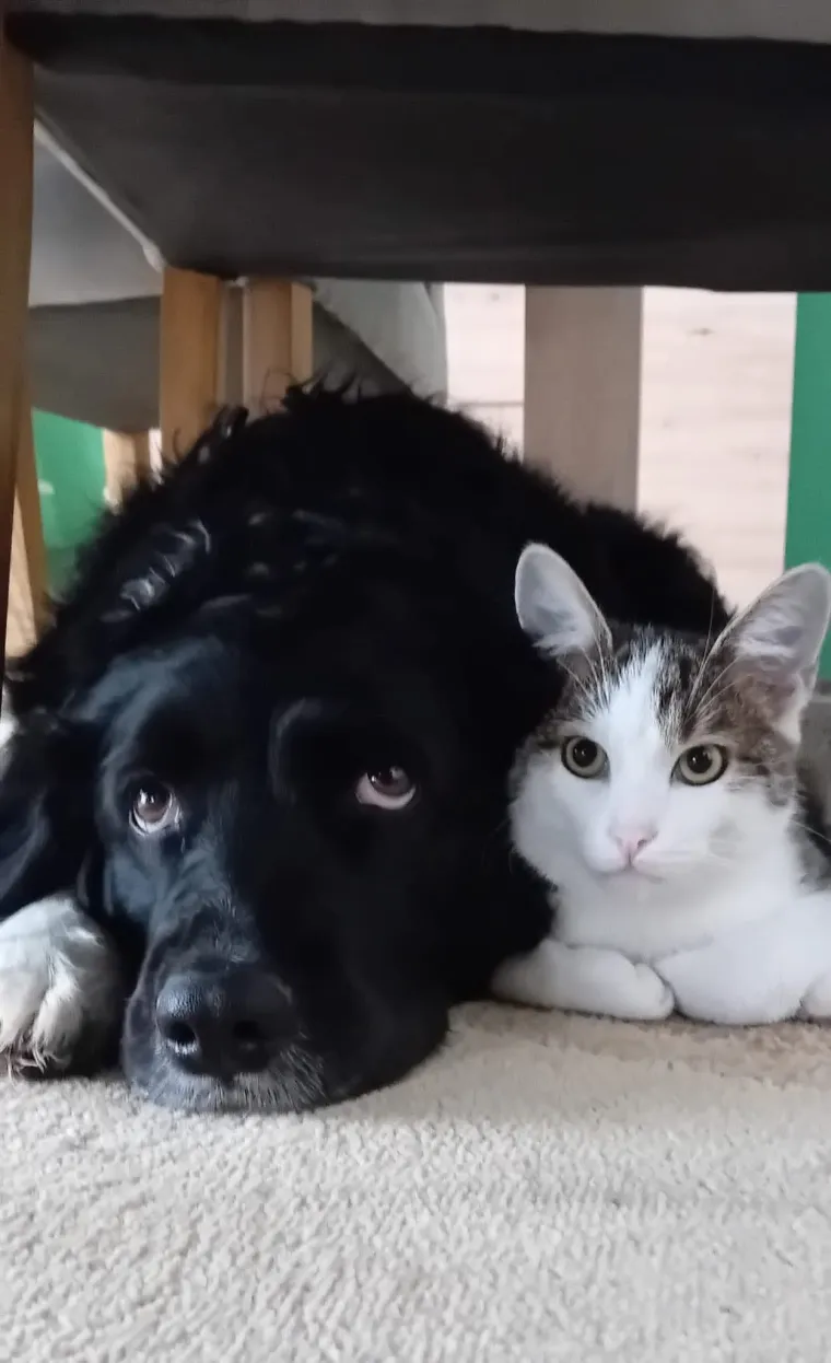 Va&scaron;e mačke i psi dokaz su da su neke priče samo mit: Ove fotografije rastopit će i najtvrđa srca