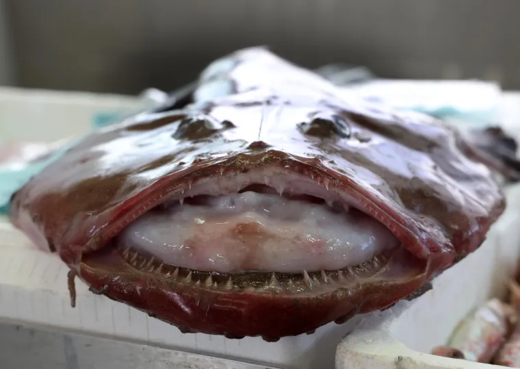 Orada 20, brancin 25, zubatac 30 eura, Pogledajte cijene ribe u ribarnici