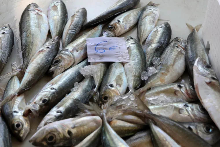 Orada 20, brancin 25, zubatac 30 eura, Pogledajte cijene ribe u ribarnici