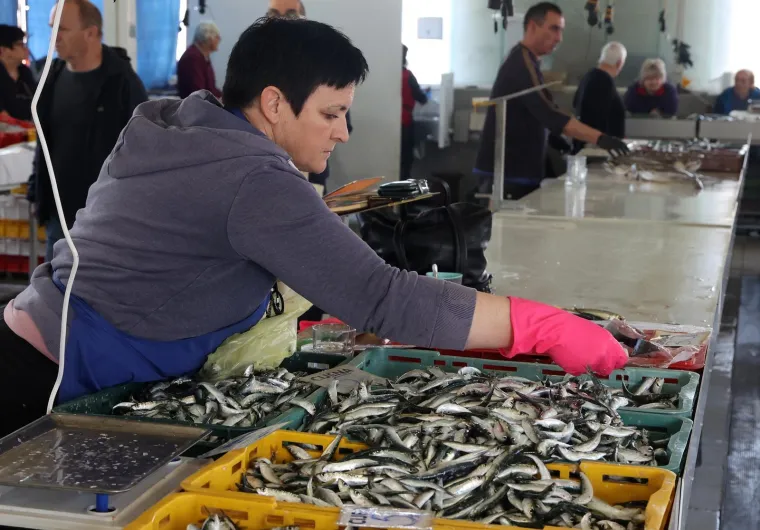 Orada 20, brancin 25, zubatac 30 eura, Pogledajte cijene ribe u ribarnici