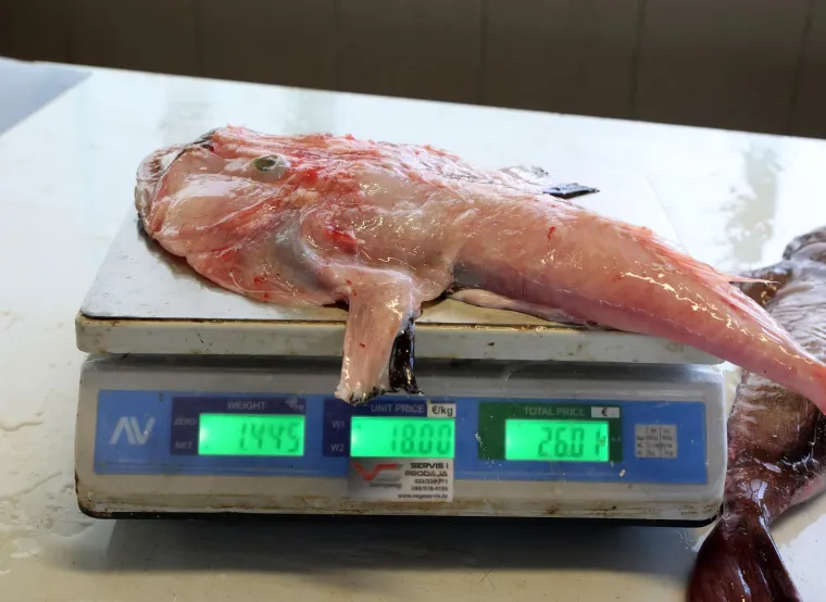 Orada 20, brancin 25, zubatac 30 eura, Pogledajte cijene ribe u ribarnici