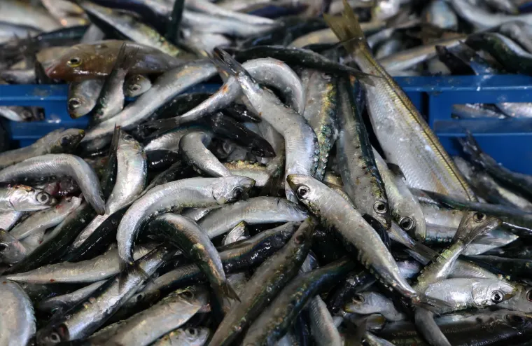 Orada 20, brancin 25, zubatac 30 eura, Pogledajte cijene ribe u ribarnici