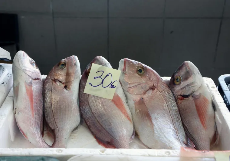Orada 20, brancin 25, zubatac 30 eura, Pogledajte cijene ribe u ribarnici