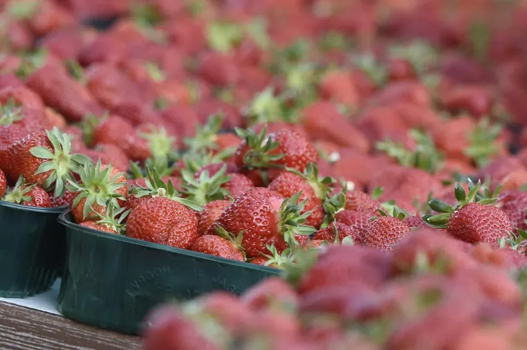 Moglo bi vas &scaron;okirati: Počela prodaja vrgoračkih jagoda, evo koliko ko&scaron;ta kilogram