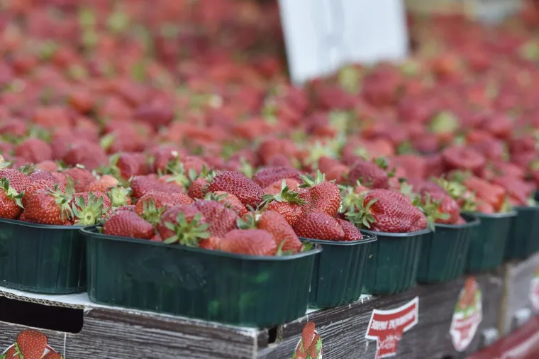 Moglo bi vas &scaron;okirati: Počela prodaja vrgoračkih jagoda, evo koliko ko&scaron;ta kilogram