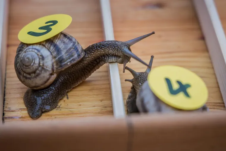 Je li ovo najzabavnija utrka u Hrvatskoj? Donosimo detalje: 'Želja nam je da postane tradicija'