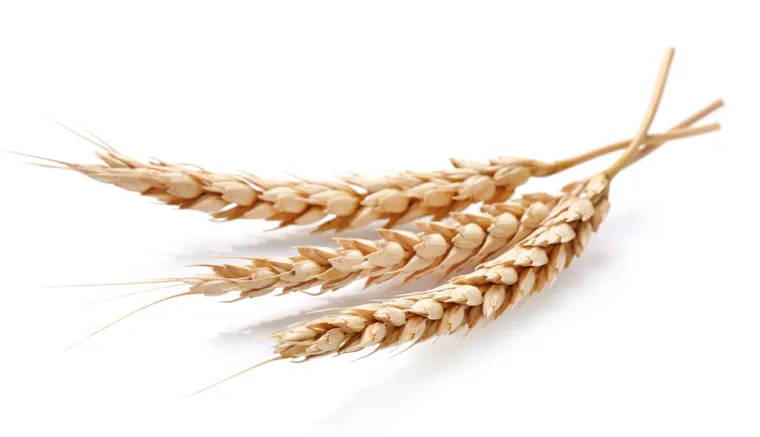 Koristimo ih svakodnevno, no možete li ih prepoznati? Oku&scaron;aj se na pitanjima o žitaricama