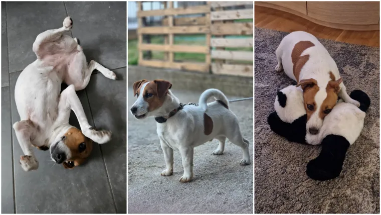 Osvaja karakterom, stavom i inteligencijom: Fotografije koje će vam uljep&scaron;ati dan