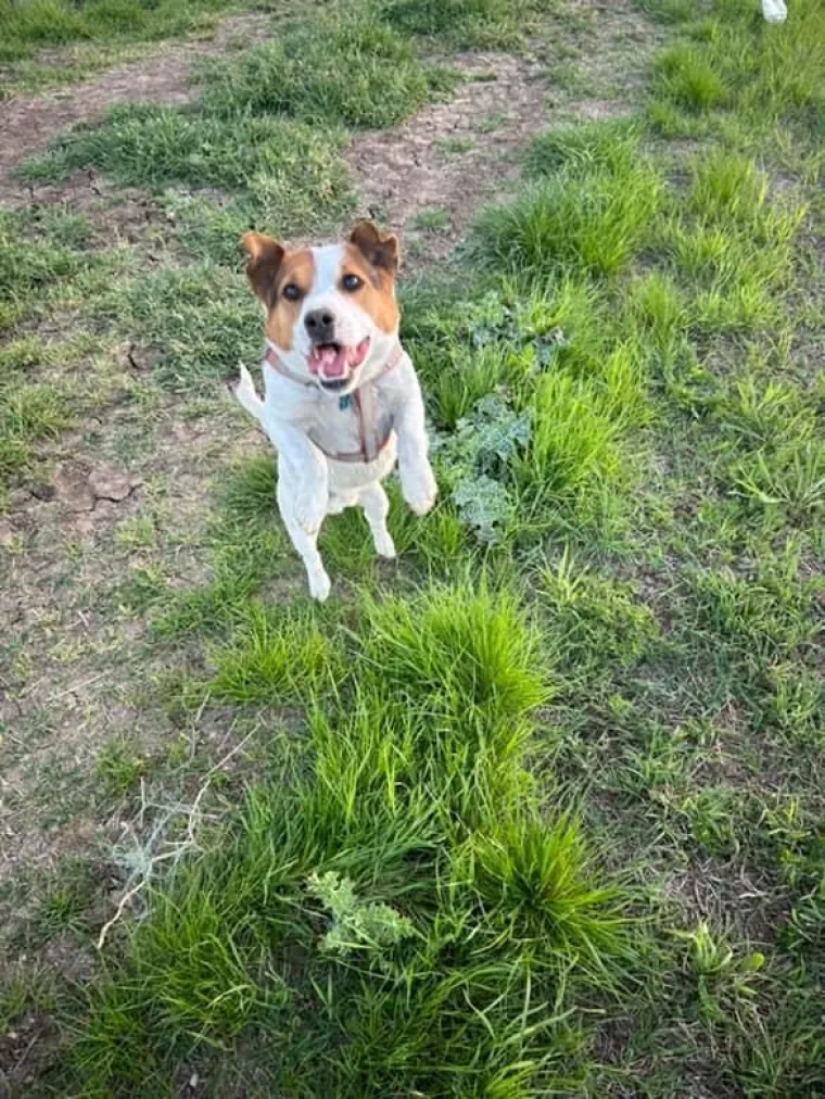 Osvaja karakterom, stavom i inteligencijom: Fotografije koje će vam uljep&scaron;ati dan