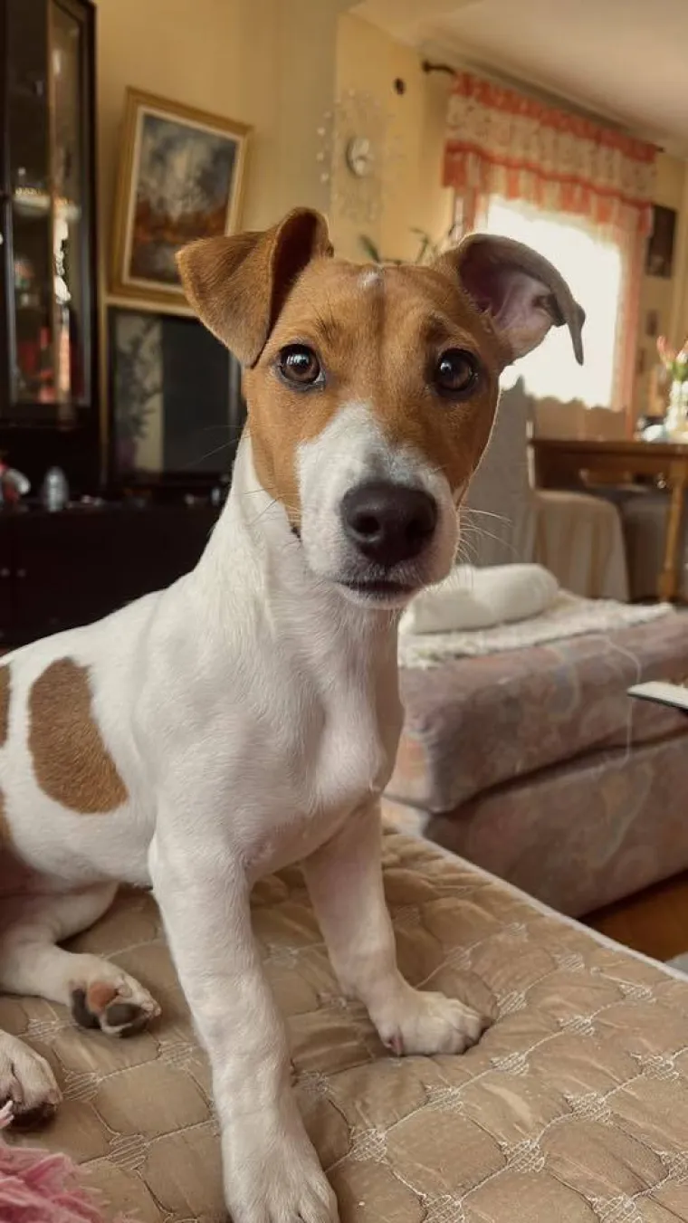 Osvaja karakterom, stavom i inteligencijom: Fotografije koje će vam uljep&scaron;ati dan