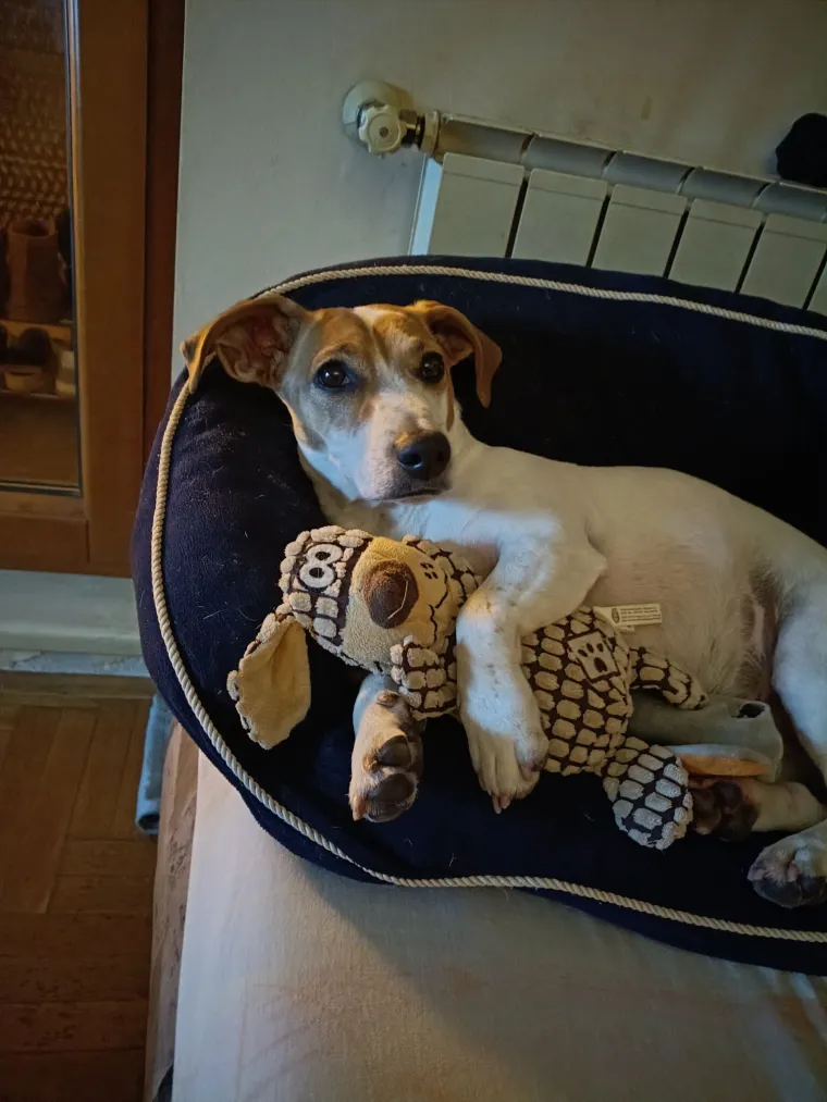 Osvaja karakterom, stavom i inteligencijom: Fotografije koje će vam uljep&scaron;ati dan