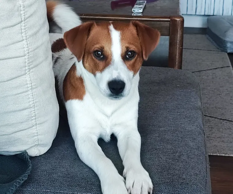 Osvaja karakterom, stavom i inteligencijom: Fotografije koje će vam uljep&scaron;ati dan