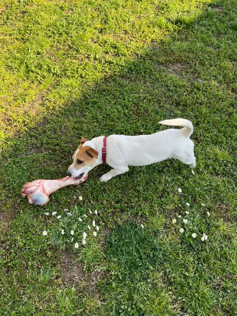 Osvaja karakterom, stavom i inteligencijom: Fotografije koje će vam uljep&scaron;ati dan
