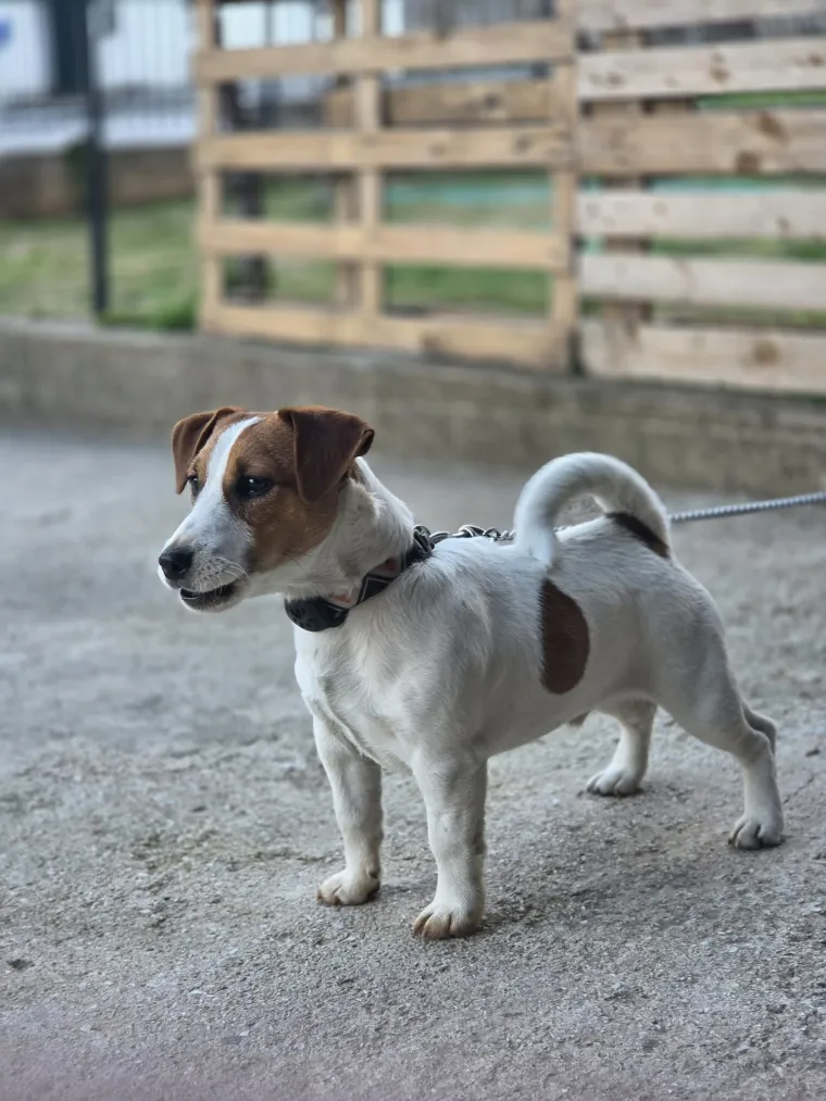 Osvaja karakterom, stavom i inteligencijom: Fotografije koje će vam uljep&scaron;ati dan