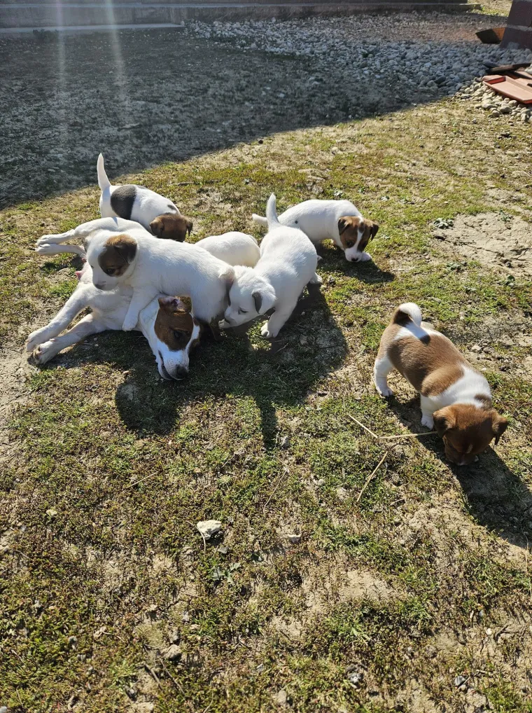 Osvaja karakterom, stavom i inteligencijom: Fotografije koje će vam uljep&scaron;ati dan