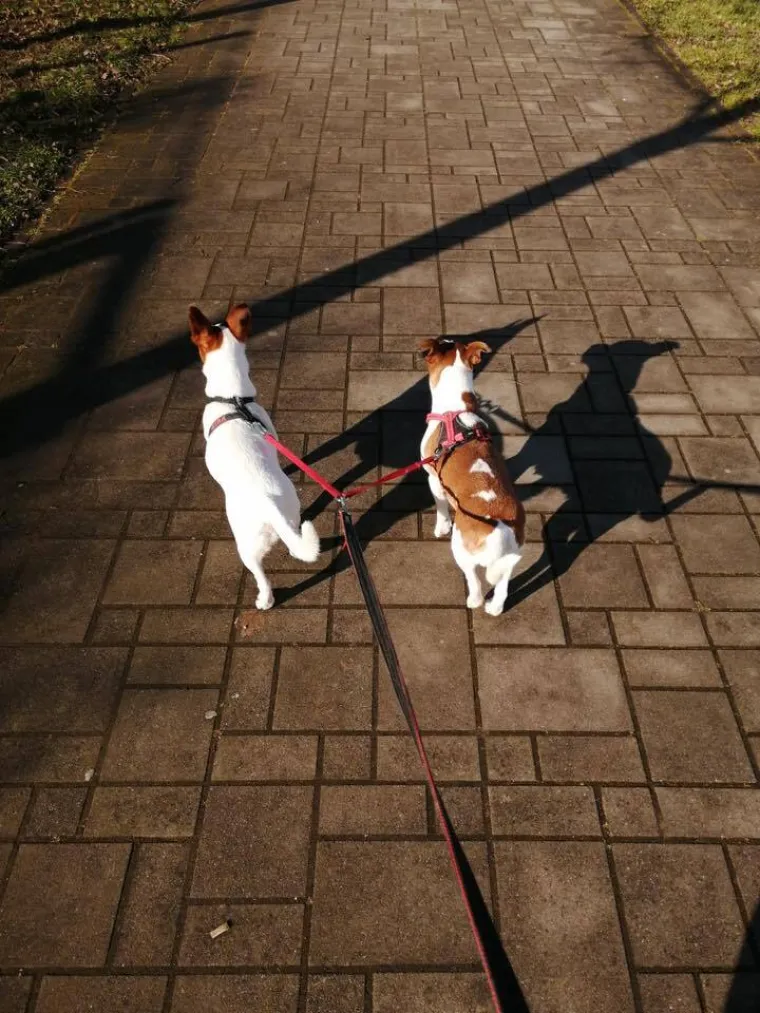 Osvaja karakterom, stavom i inteligencijom: Fotografije koje će vam uljep&scaron;ati dan