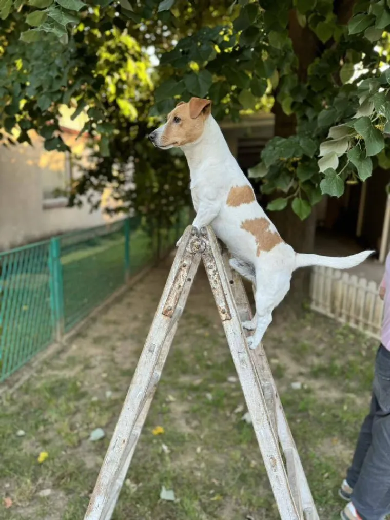 Osvaja karakterom, stavom i inteligencijom: Fotografije koje će vam uljep&scaron;ati dan