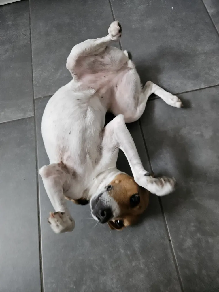 Osvaja karakterom, stavom i inteligencijom: Fotografije koje će vam uljep&scaron;ati dan