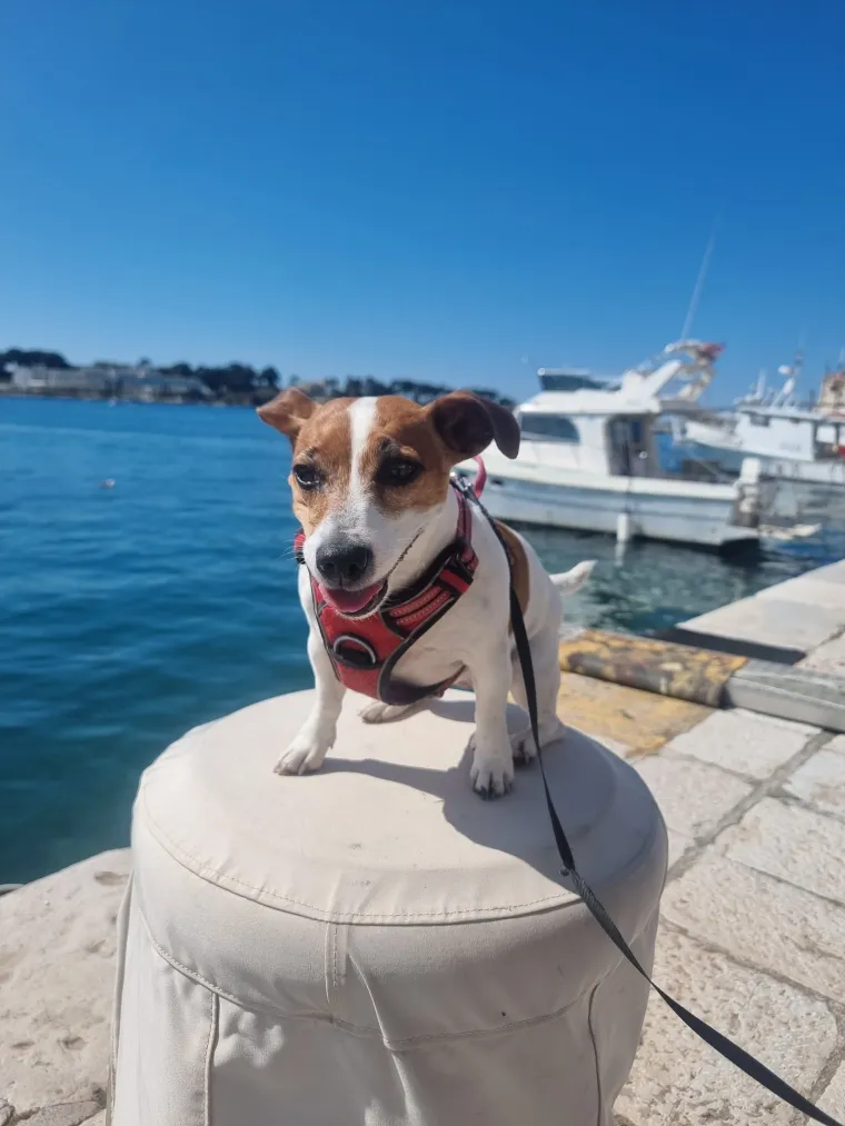 Osvaja karakterom, stavom i inteligencijom: Fotografije koje će vam uljep&scaron;ati dan