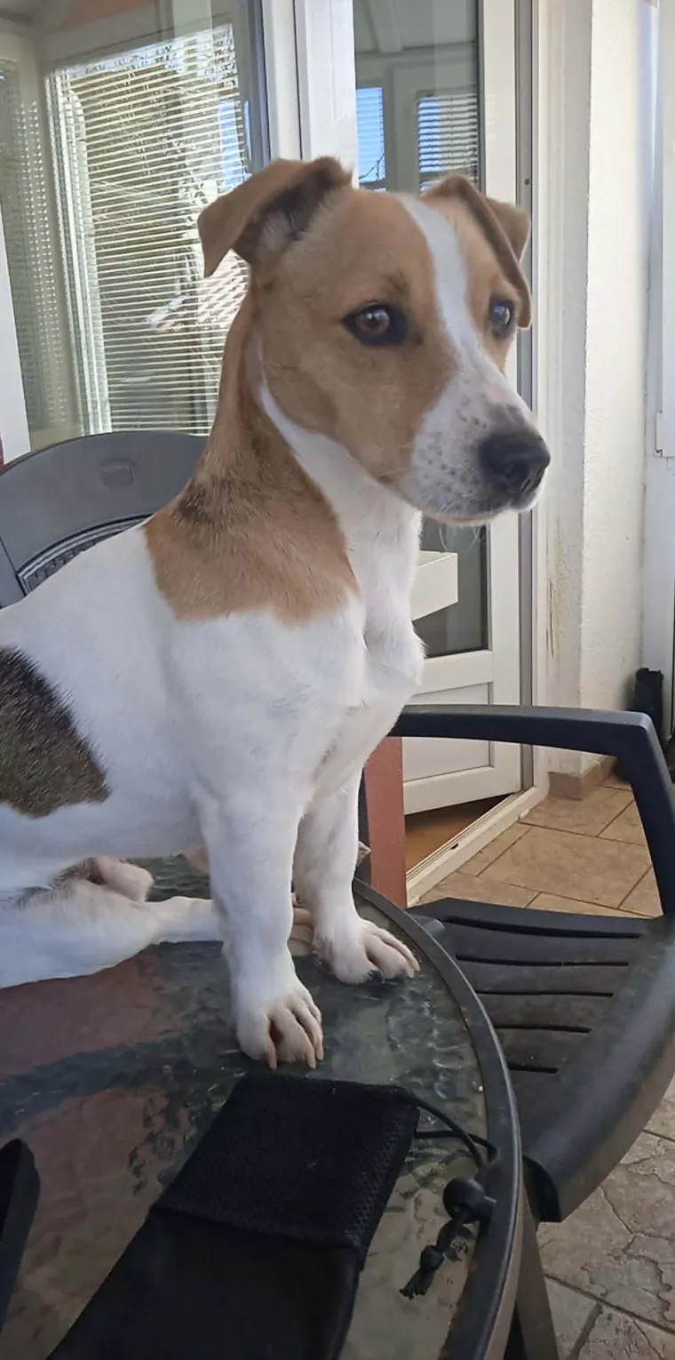 Osvaja karakterom, stavom i inteligencijom: Fotografije koje će vam uljep&scaron;ati dan