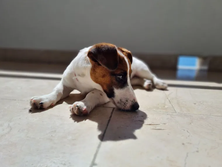 Osvaja karakterom, stavom i inteligencijom: Fotografije koje će vam uljep&scaron;ati dan