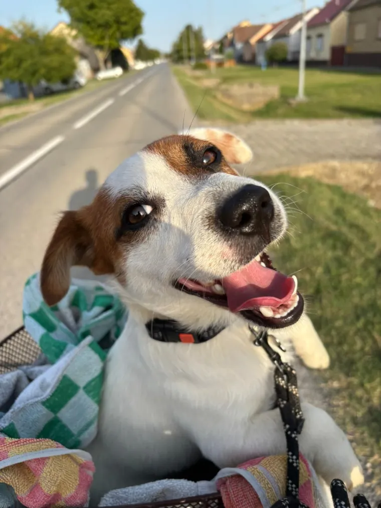 Osvaja karakterom, stavom i inteligencijom: Fotografije koje će vam uljep&scaron;ati dan