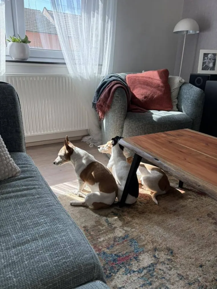 Osvaja karakterom, stavom i inteligencijom: Fotografije koje će vam uljep&scaron;ati dan