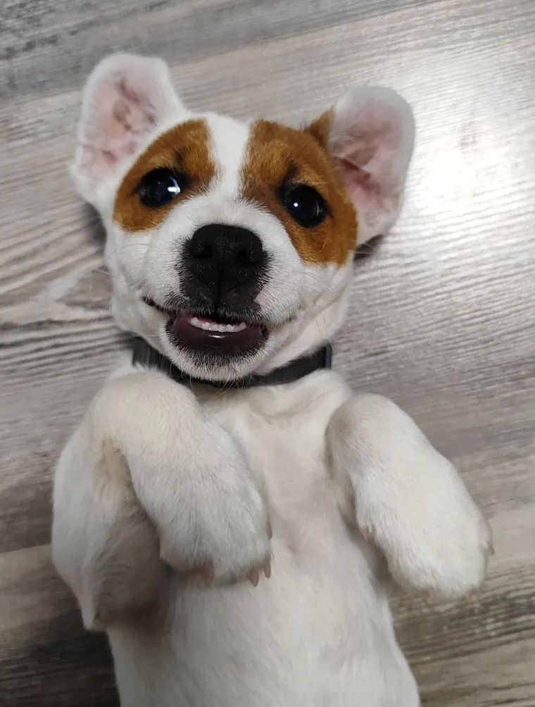 Osvaja karakterom, stavom i inteligencijom: Fotografije koje će vam uljep&scaron;ati dan