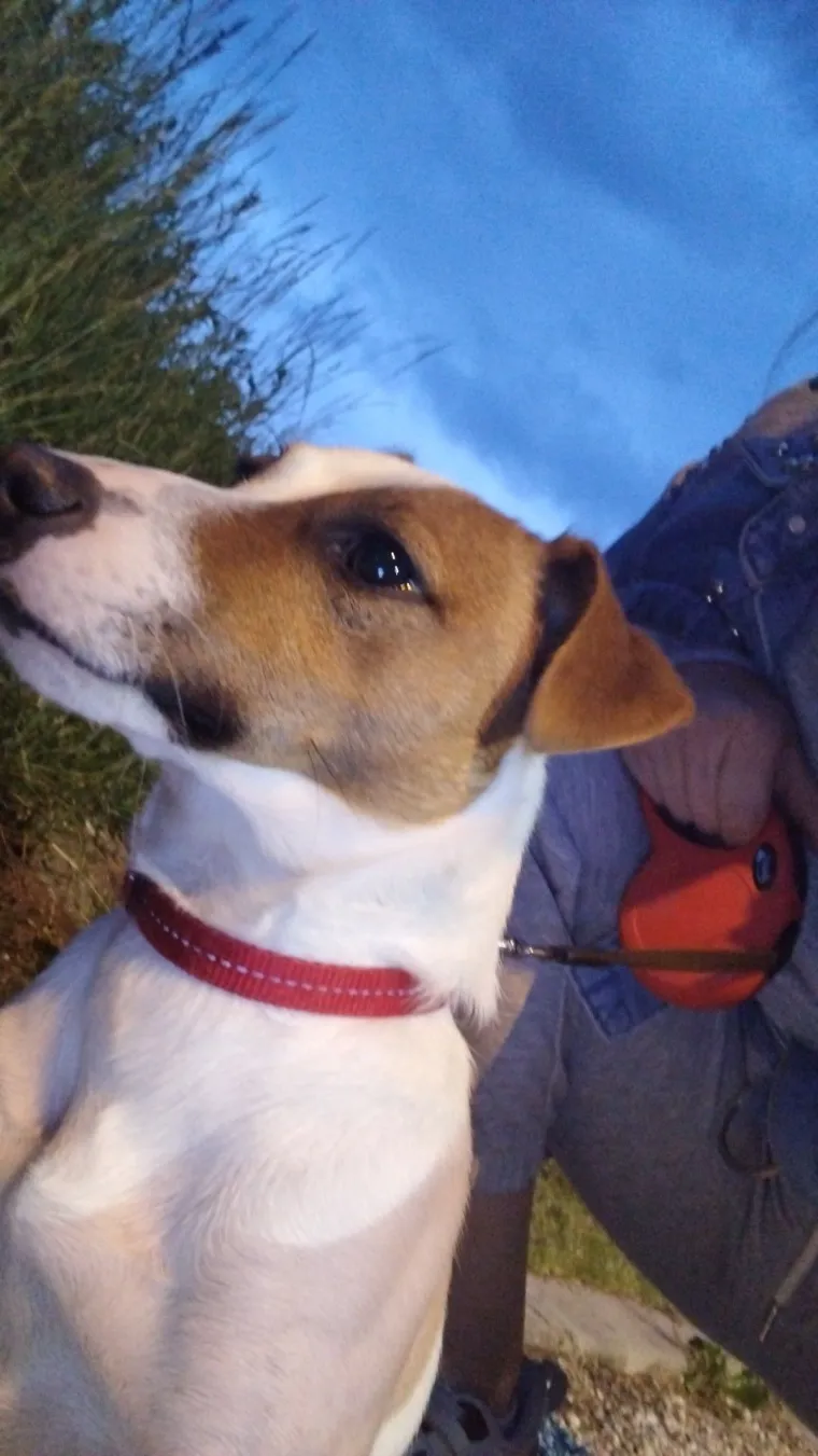 Osvaja karakterom, stavom i inteligencijom: Fotografije koje će vam uljep&scaron;ati dan