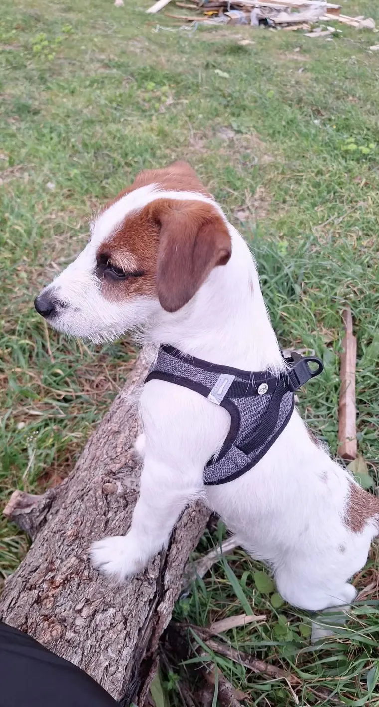 Osvaja karakterom, stavom i inteligencijom: Fotografije koje će vam uljep&scaron;ati dan